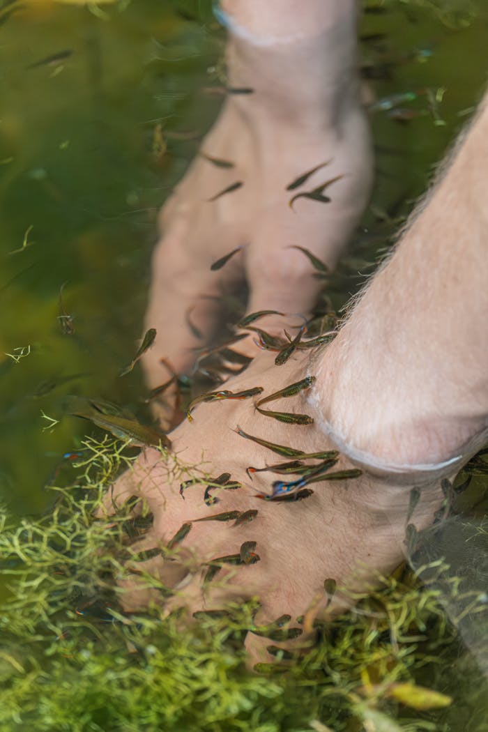 Hands of a Person in Water Surrounded by Fish